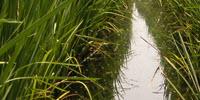Everglades Research and Education Center to Unveil a New and Improved Soil Testing Lab