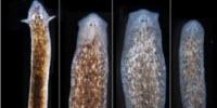 Biologists Induce Flatworms to Grow Heads and Brains of Other Species