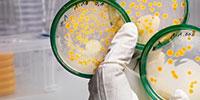 CO2 Incubators: Preventing Contamination and Using Effective Sterilization Keeps Cultures Growing
