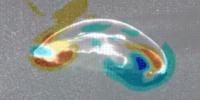 Engineers Help Discover the Surprising Trick Jellyfish Use to Swim