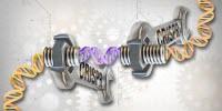 RNA-Based Drugs Give More Control Over Gene Editing