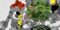 Tomatoes Get Boost in Growth, Antioxidants from Nano-Sized Nutrients