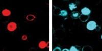 Chemists Develop Bright, Fluorescent Bottlebrush Polymer Probe for Cell Detection