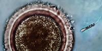 'Spermbots' Could Help Women Trying to Conceive