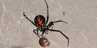 Spider Web Research Shows Promise for Noninvasive Genetic Sampling