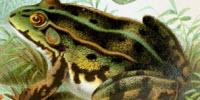 What Frogs Can Teach Us About Tumors