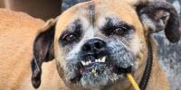 Why Is Chocolate So Bad for Dogs?