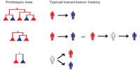 Analyzing Genetic Tree Sheds New Light on Disease Outbreaks