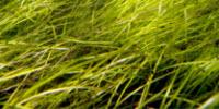 Consortium Publishes Fully Sequenced Genome of Seagrass Zostera Marina