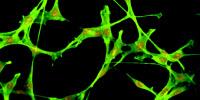 Mussel-Mimicking Adhesive Polymer Shown to Be Non-Toxic to Cells