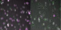 Punchy Proteins Could Help Advance Drug Delivery, MEMS Devices (Video)