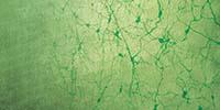 The Case for Primary Cells