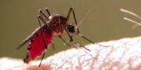 Zika, Mosquitoes, and How to Not Get Bitten