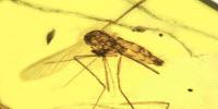 An Ancient Killer: Ancestral Malarial Organisms Traced to Age of Dinosaurs