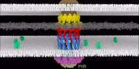 An Up-Close View of Bacterial 'Motors' (Video)