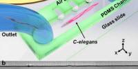 For the First Time, Microfluidic Devices Gently Rotate Small Organisms and Cells