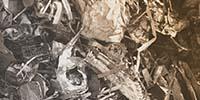 INSIGHTS on Trace Metal Analysis