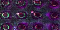Scaling up Tissue Engineering (Video)