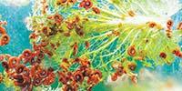 The Biotron