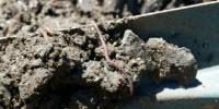 What Happens to Pharmaceuticals in the Digestive System of a Bird?
