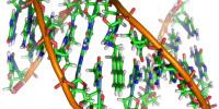 The Contrarian Dance of DNA