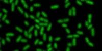 The Mechanics of Biofilms– Sacrifice of the Few for the Benefit of the Many