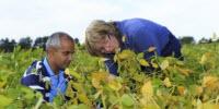 Using Fungi to Decrease Need for Chemical Fertilizers