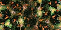INSIGHTS on Live Cell Imaging