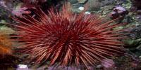 Is Aging Inevitable? Not Necessarily for Sea Urchins