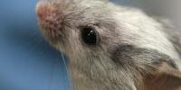 Mouse Model of Autism Offers Insights to Human Patients, Potential Drug Targets