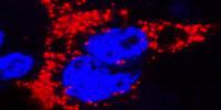 Mouse Models of Zika in Pregnancy Show How Fetuses Become Infected
