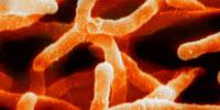 Researchers Find Earth May Be Home to 1 Trillion Species