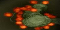 Zika Virus Protein Could Be Vaccine Target