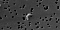Artificial Seawater Concoction Allows Scientists to Cultivate Marine Microorganisms in the Lab