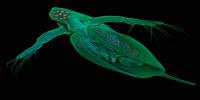 How 'Super Organisms' Evolve in Response to Toxic Environments