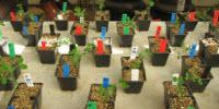 In Making Tough Decisions, Plants Weigh the Risks