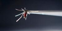 Monkey Study Shows Zika Infection Prolonged in Pregnancy