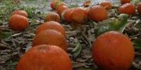 New Method Tells Growers More about Citrus Decay