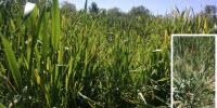 New Study Aims to Stop Disease That Threatens Kansas Wheat