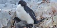 Penguin Population Could Drop 60% by End of the Century