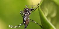 Political Pitfalls in Handling Ebola May Carry Over to Zika