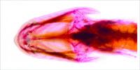 Researchers Discover First Sleeper Goby Cavefish in Western Hemisphere