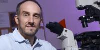 Study Shows Zika Virus Directly Infects Brain Cells and Evades Immune System Detection