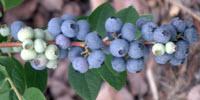 What You May Not Know about Blueberries' Health Benefits