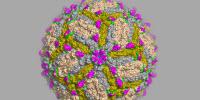 Antibodies Identified That Thwart Zika Virus Infection