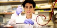 Biologist Developing 3-D Computer Model of a Full Animal, Cell by Cell