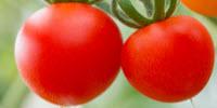 Creating Tomatoes That Last Longer and Still Taste Good