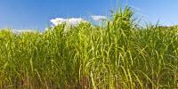 Modeling Predicts Which Counties Could Store More Carbon in Soil by Growing Bioenergy Crops