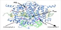New Clues Could Help Scientists Harness the Power of Photosynthesis