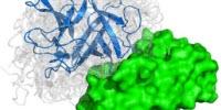 New Method to Model Protein Interactions May Help Accelerate Drug Development